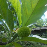 Artocarpus camansi Blanco